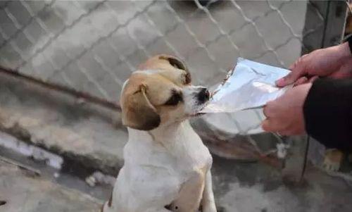 爆料救助狗狗视频大全,救助狗狗视频大盘点